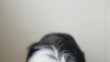 Hayvan aktivitesi. Komik köpek yavrusu, evde oyuncak top tutan çoban köpeği. Safkan evcil köpek sahibi ile oynamak istiyor. Evcil hayvan sevgisi arkadaşlık konsepti
