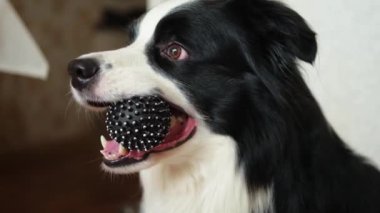 Hayvan aktivitesi. Komik köpek yavrusu, evde oyuncak top tutan çoban köpeği. Safkan evcil köpek sahibi ile oynamak istiyor. Evcil hayvan sevgisi arkadaşlık konsepti