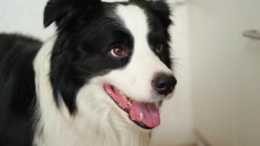 Komik duygusal köpek. Evde gülümseyen sevimli köpek yavrusunun portresi. Komik suratlı şirin bir köpek. Hayvan hayatı konsepti. Evcil hayvan sevgisi Dostluk arkadaşı