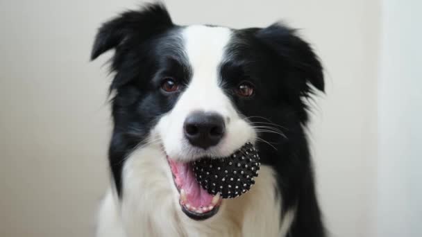 Actividad Mascotas Funny Dog Border Collie Cachorro Sosteniendo Bola Juguete — Vídeo de stock