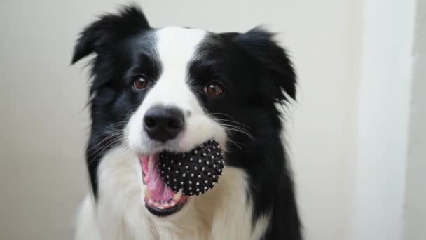 Actividade Animal Filhote Cachorro Engraçado Fronteira Collie Segurando Bola Brinquedo — Vídeo de Stock