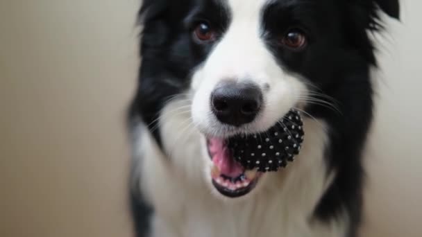 ペットの活動 白い背景に口の中でおもちゃのボールを保持面白い子犬の犬の国境のコリー 純血種のペット犬は所有者と遊びたいと思う ペットのための愛友情コンパニオンコンセプト — ストック動画