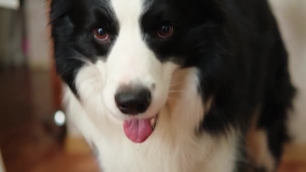 面白い感情的な犬 自宅の屋内でかわいい笑みを浮かべて子犬の犬の国境のコロニーの肖像画 面白い顔のかわいい犬 ペットの動物の生活の概念 ペットの友情の仲間への愛 — ストック動画