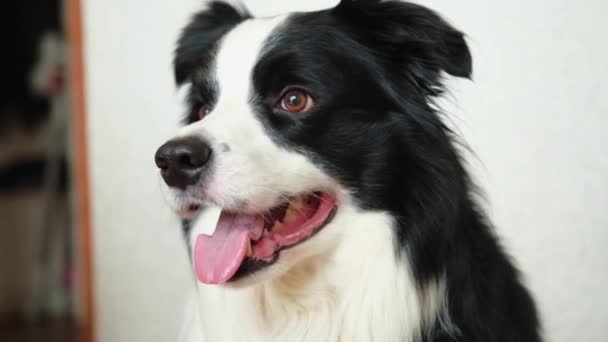 面白い感情的な犬 自宅の屋内でかわいい笑みを浮かべて子犬の犬の国境のコロニーの肖像画 面白い顔のかわいい犬 ペットの動物の生活の概念 ペットの友情の仲間への愛 — ストック動画