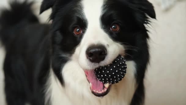 Actividade Animal Filhote Cachorro Engraçado Fronteira Collie Segurando Bola Brinquedo — Vídeo de Stock