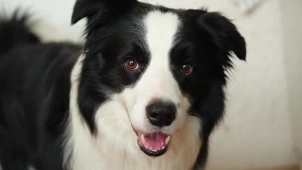 Funny Emotional Dog Portrait Cute Smiling Puppy Dog Border Collie — Stock Video