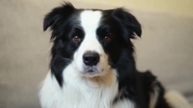 Şirin köpek yavrusu sınır köpeği Collie evde kanepede yatıp komik suratıyla oynuyor. Evcil köpek rahat bir kanepede uyumaya hazır. Hayvan bakımı ve hayvan bakımı konsepti. Komik duygusal köpek.