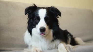 Şirin köpek yavrusu sınır köpeği Collie evde kanepede yatıp komik suratıyla oynuyor. Evcil köpek rahat bir kanepede uyumaya hazır. Hayvan bakımı ve hayvan bakımı konsepti. Komik duygusal köpek.