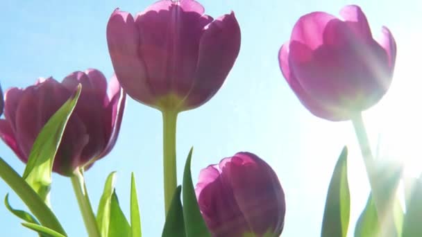 春天的早晨 紫色的郁金香开在阳光下 关闭了新鲜的春花 具有启发性的软花卉观 — 图库视频影像