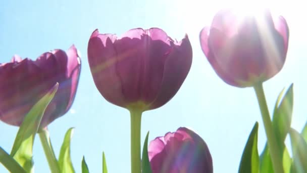 春の朝 太陽の光で紫色のチューリップの花 新鮮な春の花を閉じます インスピレーションに満ちた柔らかい花の景色 — ストック動画