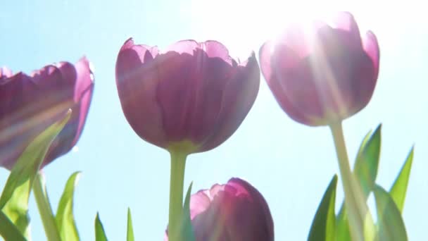 Witam Wiosnę Fioletowe Kwiaty Tulipana Wiosną Rano Światłami Słonecznymi Zamknij — Wideo stockowe