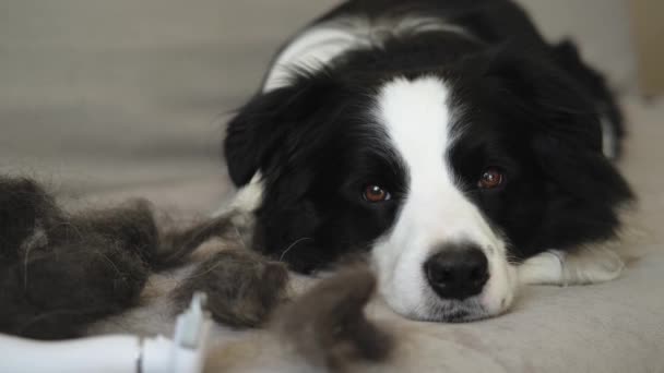 Engraçado Bonito Cachorro Fronteira Cão Collie Com Pele Muda Deitado — Vídeo de Stock