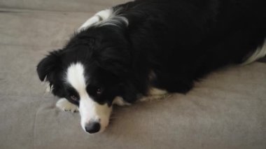 Şirin köpek yavrusu sınır köpeği Collie evde kanepede yatıp komik suratıyla oynuyor. Evcil köpek rahat bir kanepede uyumaya hazır. Hayvan bakımı ve hayvan bakımı konsepti. Komik duygusal köpek.