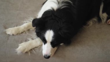Şirin köpek yavrusu sınır köpeği Collie evde kanepede yatıp komik suratıyla oynuyor. Evcil köpek rahat bir kanepede uyumaya hazır. Hayvan bakımı ve hayvan bakımı konsepti. Komik duygusal köpek.
