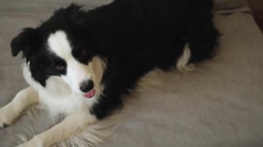 Şirin köpek yavrusu sınır köpeği Collie evde kanepede yatıp komik suratıyla oynuyor. Evcil köpek rahat bir kanepede uyumaya hazır. Hayvan bakımı ve hayvan bakımı konsepti. Komik duygusal köpek.