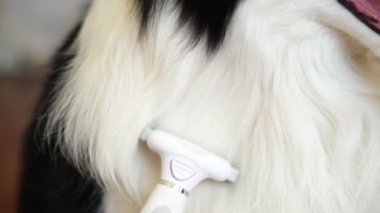 Bahar sonbahar tüy dökme mevsimi. Tüylü köpek yavrusu çoban köpeğini taramakta usta bir el. Yıllık baharda ya da sonbahar derisinde tüylü bir köpek. Hayvan hijyen alerjisi tımar konsepti