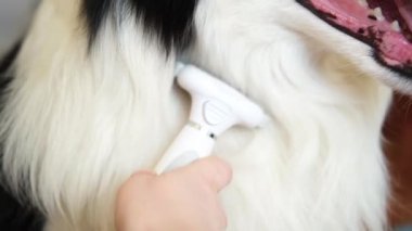 Bahar sonbahar tüy dökme mevsimi. Tüylü köpek yavrusu çoban köpeğini taramakta usta bir el. Yıllık baharda ya da sonbahar derisinde tüylü bir köpek. Hayvan hijyen alerjisi tımar konsepti