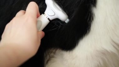 Bahar sonbahar tüy dökme mevsimi. Tüylü köpek yavrusu çoban köpeğini taramakta usta bir el. Yıllık baharda ya da sonbahar derisinde tüylü bir köpek. Hayvan hijyen alerjisi tımar konsepti