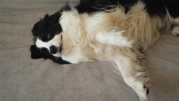 Şirin Köpek Yavrusu Sınır Köpeği Collie Evde Kanepede Yatıp Komik — Stok video