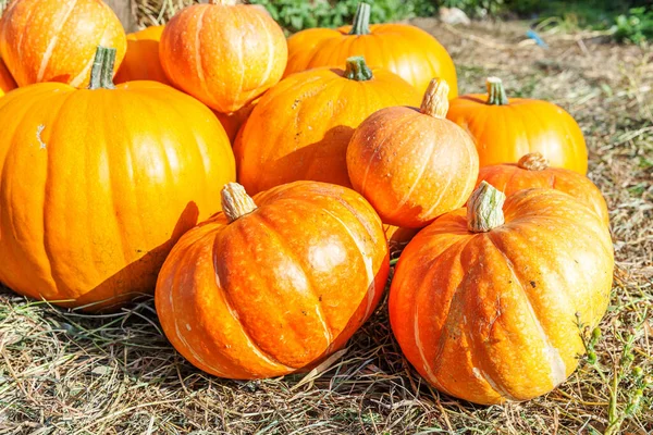 Natürliche Herbst Blick Kürbis Auf Öko Bauernhof Hintergrund Inspirierende Oktober — Stockfoto