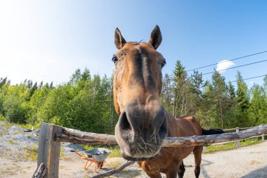 Yarış konsepti. Modern hayvan çiftliği. Kahverengi aygırlar ahırda ağılda dinleniyor, çiftlik arka planında. Dışarıda çayırda bir at var. Doğal ekolojik çiftlikteki at