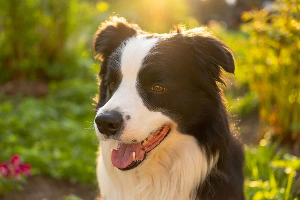 Outdoor Portrait Cute Smiling Puppy Border Collie Sitting Park Background — Stock Photo, Image