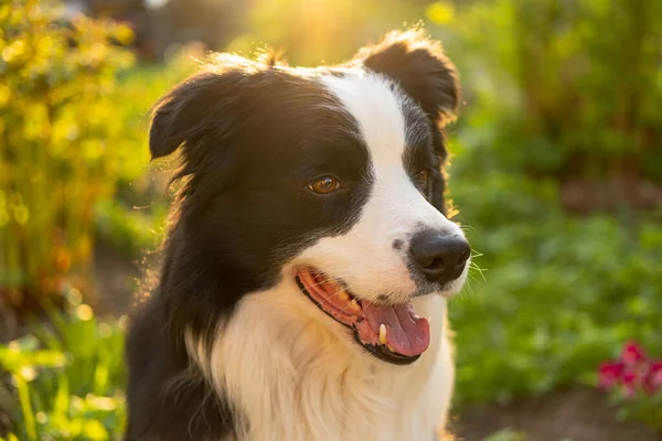 Parktaki Arka Planda Oturan Sevimli Gülümseyen Köpek Yavrusu Sınır Köpeğinin — Stok fotoğraf