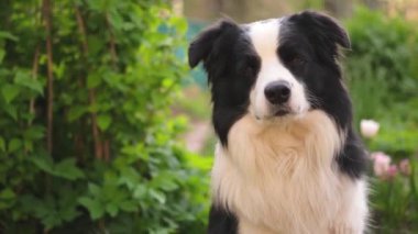 Parktaki arka planda oturan sevimli, gülümseyen köpek yavrusu sınır köpeğinin açık hava portresi. Açık havada güneşli bir yaz gününde komik suratlı küçük bir köpek. Hayvan bakımı ve komik hayvan yaşam konsepti