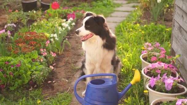 花园背景图上有可爱的狗边角牧羊犬的户外肖像 有趣的小狗 如园丁拿来浇灌用的水罐 园艺和农业概念 — 图库视频影像