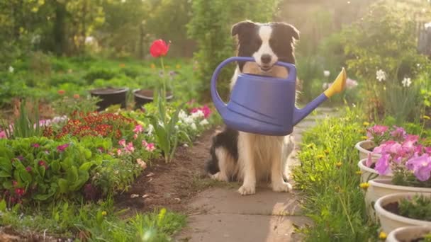 Εξωτερική Πορτρέτο Του Χαριτωμένου Σκύλου Σύνορα Collie Κρατώντας Πότισμα Μπορεί — Αρχείο Βίντεο