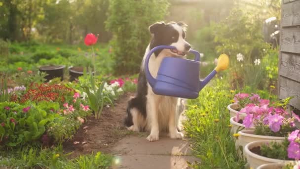 배경에 귀여운 콜리지의 정원사로서 재미있는 강아지가 관개용 깡통이다 원예와 — 비디오