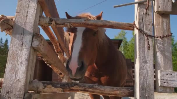 赛马场的概念 现代畜禽 棕色的马在马厩里放松地训练畜栏 农场背景 马在户外的围场 自然生态农场的马 — 图库视频影像