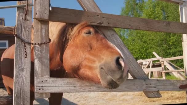 Yarış Konsepti Modern Hayvan Çiftliği Kahverengi Aygırlar Ahırda Ağılda Dinleniyor — Stok video