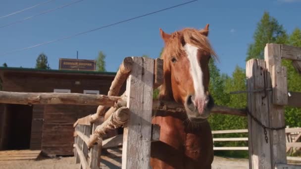 Rennbahnkonzept Moderne Tierhaltung Braune Pferdehengste Stall Entspannen Sich Trainingsgehege Landwirtschaftlicher — Stockvideo