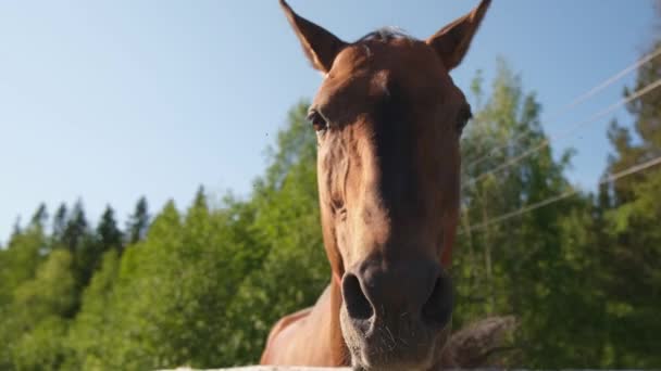 Концепція Расизму Сучасне Тваринництво Коричневий Кінь Стоїть Стоїть Розслабляючись Тренувальному — стокове відео