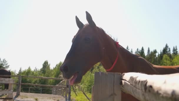 競馬の概念 現代の家畜 屋台でブラウン馬の馬は 農村部の田舎の背景を訓練でリラックス パドックのコア屋外で馬 自然エコファームの馬 — ストック動画