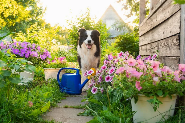 Outdoor Portrait Cute Dog Border Collie Watering Can Garden Background — Stock Photo, Image