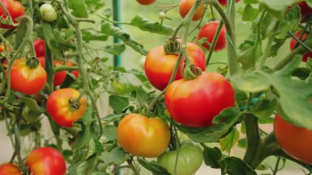 園芸と農業の概念 温室で成長している新鮮な有機赤トマト 温室効果ガス 野菜ビーガンホームベジタリアン栽培食品生産 — ストック動画