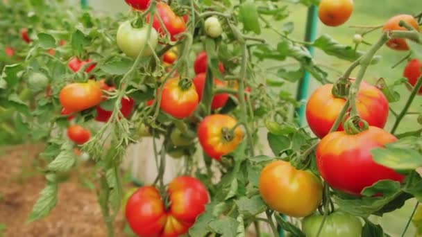 Concepto Jardinería Agricultura Tomates Rojos Orgánicos Maduros Frescos Que Crecen — Vídeos de Stock