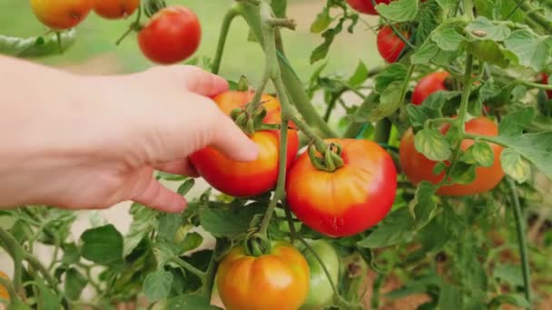 Садоводство Сельское Хозяйство Женщина Фермы Собирает Свежие Спелые Органические Помидоры — стоковое видео