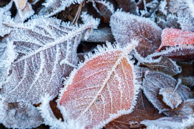 Karlı orman parkında buz tutmuş buz gibi yapraklar. Dökülen yapraklar, kırağı ve karı kaplıyor. Huzurlu kış doğası. Aşırı kuzey düşük sıcaklık, serin kış havası açık hava