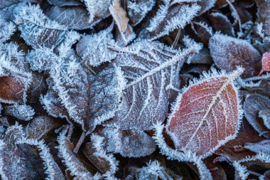 Karlı orman parkında buz tutmuş buz gibi yapraklar. Dökülen yapraklar, kırağı ve karı kaplıyor. Huzurlu kış doğası. Aşırı kuzey düşük sıcaklık, serin kış havası açık hava