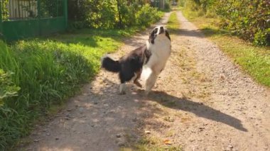 Hayvan aktivitesi. Komik köpek yavrusu sınır köpeği Collie parkta yürürken oyuncak yakalıyor. Uçan disk halkasıyla oynayan köpek doğada koşuyor. Dışarıda köpek parkında spor aktivitesi