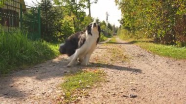 Hayvan aktivitesi. Komik köpek yavrusu sınır köpeği Collie parkta yürürken oyuncak yakalıyor. Uçan disk halkasıyla oynayan köpek doğada koşuyor. Dışarıda köpek parkında spor aktivitesi