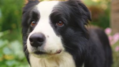Parktaki arka planda oturan sevimli, gülümseyen köpek yavrusu sınır köpeğinin açık hava portresi. Açık havada güneşli bir yaz gününde komik suratlı küçük bir köpek. Hayvan bakımı ve komik hayvan yaşam konsepti