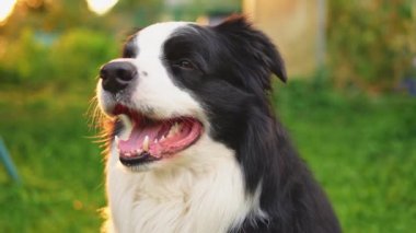 Parktaki arka planda oturan sevimli, gülümseyen köpek yavrusu sınır köpeğinin açık hava portresi. Açık havada güneşli bir yaz gününde komik suratlı küçük bir köpek. Hayvan bakımı ve komik hayvan yaşam konsepti