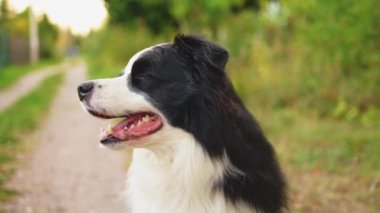 Parktaki arka planda oturan sevimli, gülümseyen köpek yavrusu sınır köpeğinin açık hava portresi. Açık havada güneşli bir yaz gününde komik suratlı küçük bir köpek. Hayvan bakımı ve komik hayvan yaşam konsepti