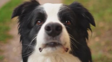 Parktaki arka planda oturan sevimli, gülümseyen köpek yavrusu sınır köpeğinin açık hava portresi. Açık havada güneşli bir yaz gününde komik suratlı küçük bir köpek. Hayvan bakımı ve komik hayvan yaşam konsepti