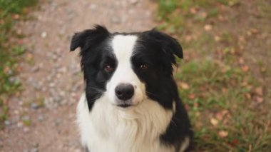 Parktaki arka planda oturan sevimli, gülümseyen köpek yavrusu sınır köpeğinin açık hava portresi. Açık havada güneşli bir yaz gününde komik suratlı küçük bir köpek. Hayvan bakımı ve komik hayvan yaşam konsepti