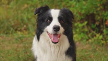 Parktaki arka planda oturan sevimli, gülümseyen köpek yavrusu sınır köpeğinin açık hava portresi. Açık havada güneşli bir yaz gününde komik suratlı küçük bir köpek. Hayvan bakımı ve komik hayvan yaşam konsepti